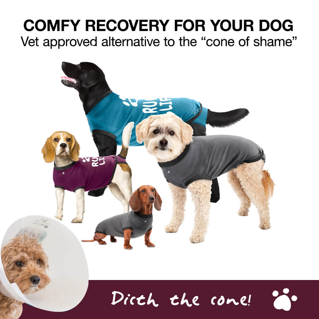 Dog-Listing-Web_03 (1)