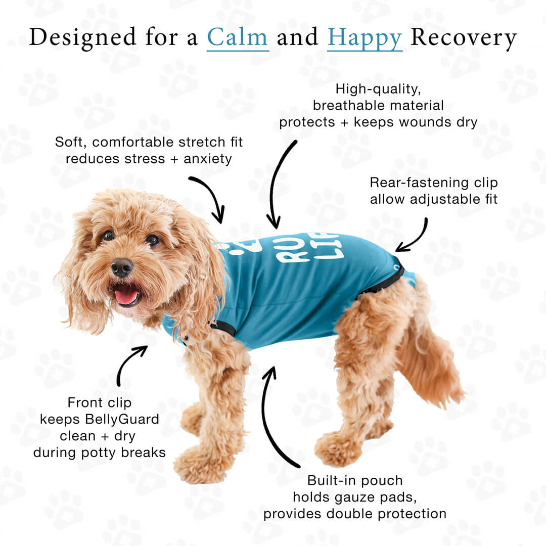 Dog-Listing-Web_05 (1)