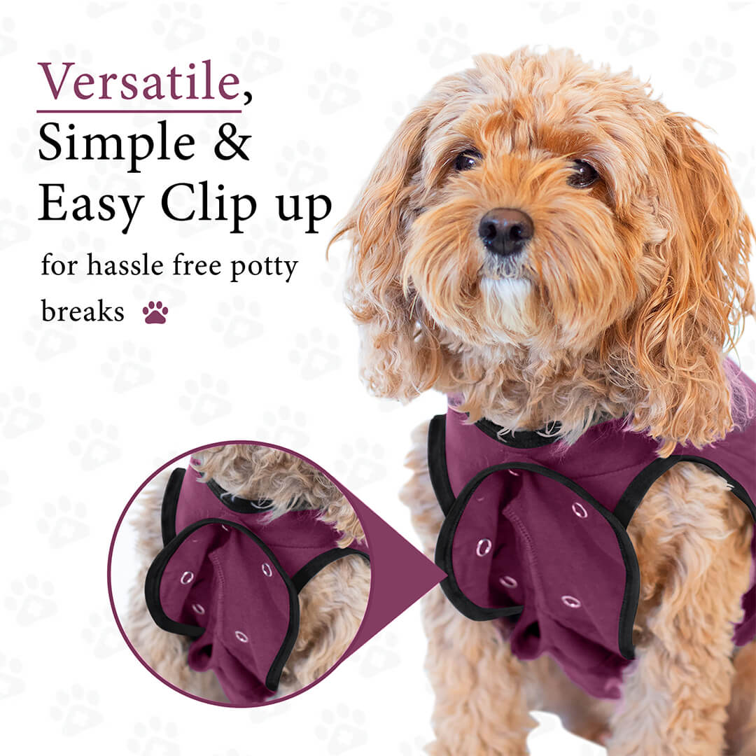 Dog-Listing-Web_06 (1)